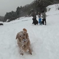 よもぎちゃん＆だいず君の雪への反応5