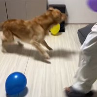 たくさん風船が出てきた時のさらちゃん9