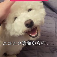 撫でられて笑う犬