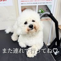 トリミング台に座る白い姿に戻った犬