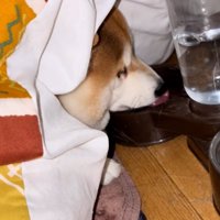 水を飲むまめ太くん