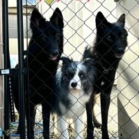 優しい先輩犬たち