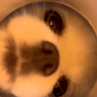 お菓子の筒の中を覗き込む小型犬