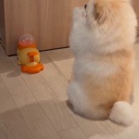 「神頼み」を発動！？