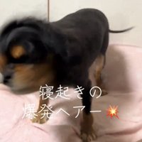 体をブルブルする犬