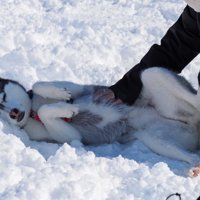 ドッグランでも甘えん坊炸裂♡
