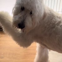 情けないお顔が可愛い♡