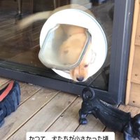 猫用ドアを使う子犬