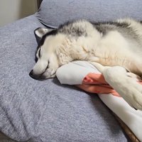 穏やかな顔で眠る犬