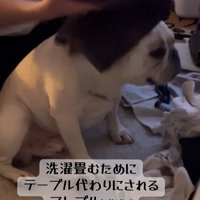 小型犬の上でタオルを畳む飼い主