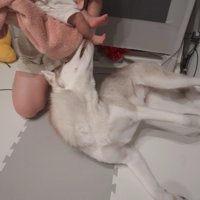 そっと足を舐めるにこちゃん