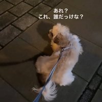 伏せをする犬