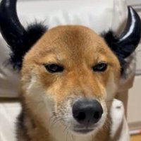 嫌がらない