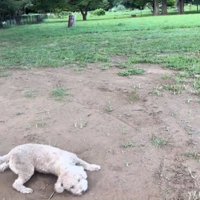 地面にこすりつける犬3