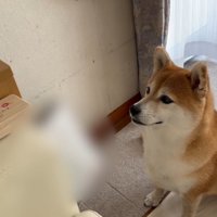 小型犬の遺影を見つめる犬