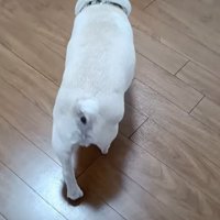 部屋を歩く犬