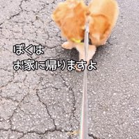 「お家はあっちです」