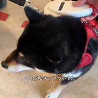 マイクロチップを探す