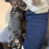 妹もできました