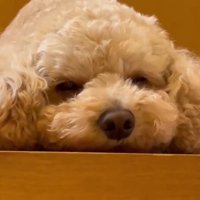 眠そうなので、そっとしておくことに