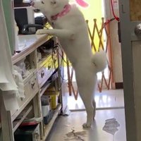 カウンターで仕事中！？