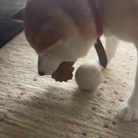 ボールと松ぼっくりが大好き！