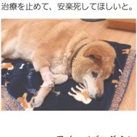 横になる老犬