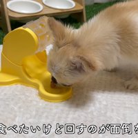 知育おもちゃで遊ぶピノちゃん＆パルムちゃん3