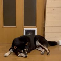 扉の前で寝転ぶ柴犬