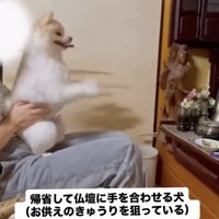 ポポちゃんはきゅうりが大好き