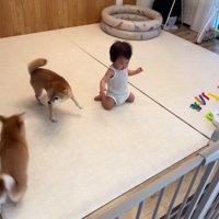 追いかけっこを楽しむ2匹