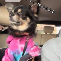 ベテランドライバーのよう