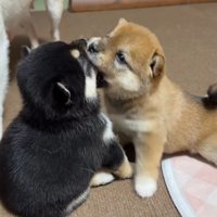 顔を食べちゃった！