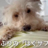 久しぶりの白菜に歓喜♪