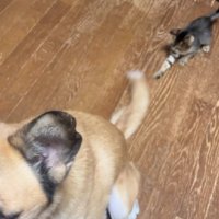 尻尾をおもちゃと勘違い！？