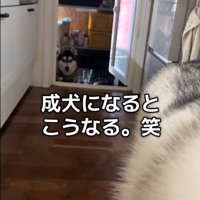 ハスキー3匹を呼んだ時の反応8