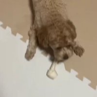 おやつが好きなちくわちゃん