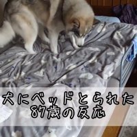 寝床を探す大福くん