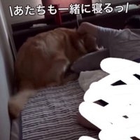「一緒に寝よう」