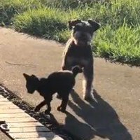 子猫と出会った