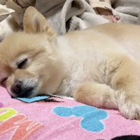 布団の上で眠る犬