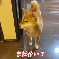 健気に待ち続けるゆきちゃん