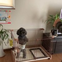 友達を誘うワンコ