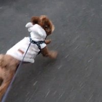 元気にお散歩するれおん君2