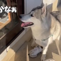 窓の前で健気に待機