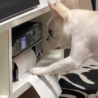 左手で書類をパァン！