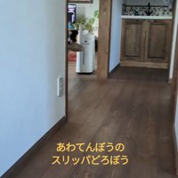 スリッパを持ち去る中型犬