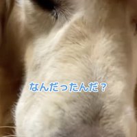 戸惑いを隠せないジャンボさん