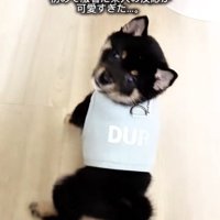 固まるまかお君