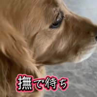 撫でられ待ちのメルちゃん